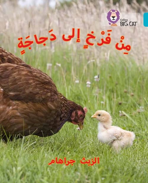 BIG CAT ARABIC CHICK TO HEN