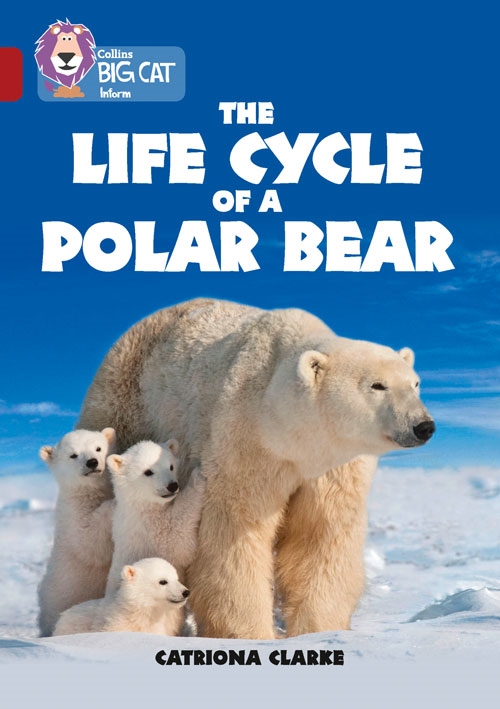 COLLINS BIG CAT  LIFE CYCLES OF A POLAR BEAR RUBY